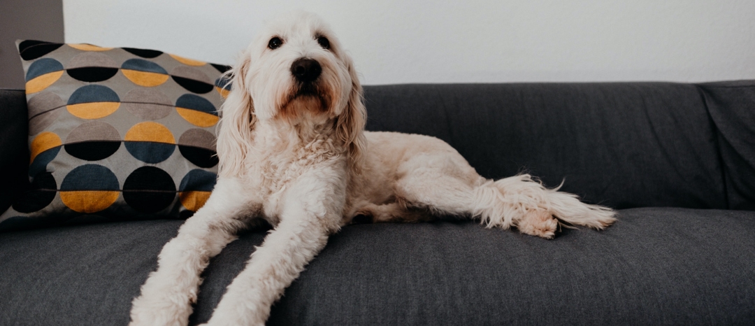 Ein süßer weißer Hund auf einer Couch